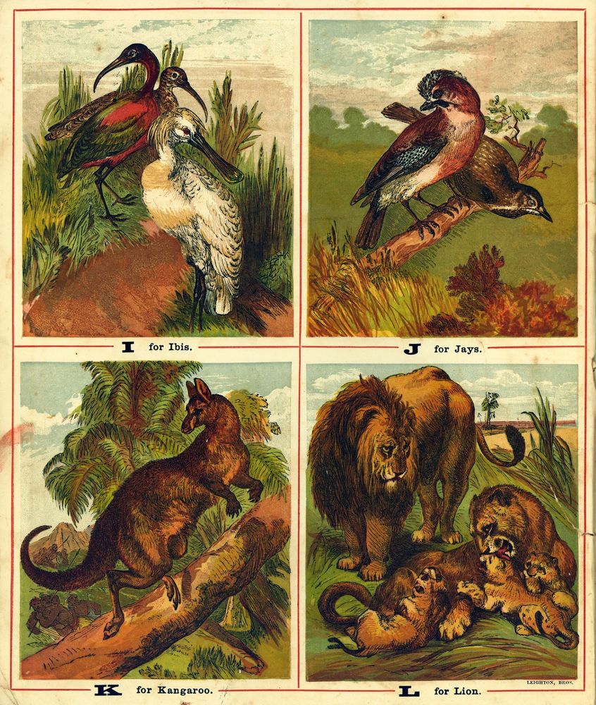 Scan 0005 of The ABC of animals and birds