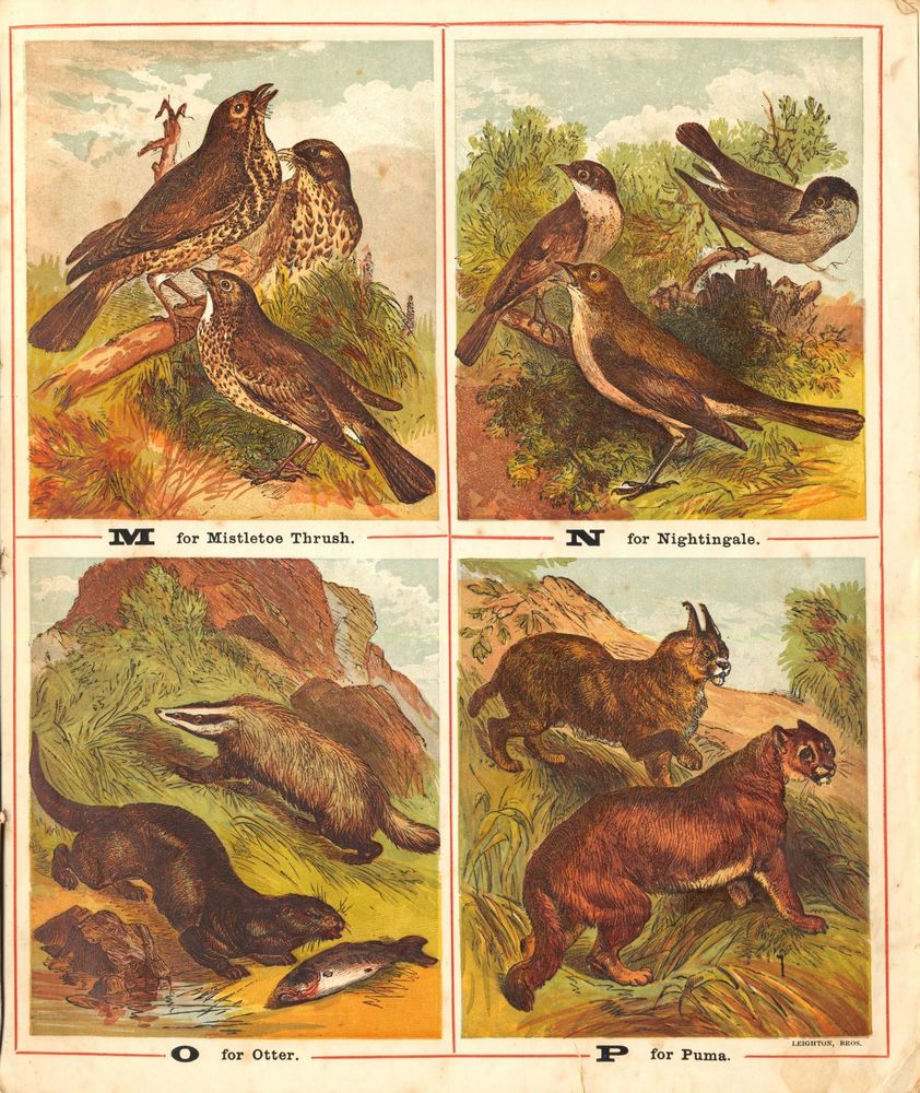 Scan 0009 of The ABC of animals and birds