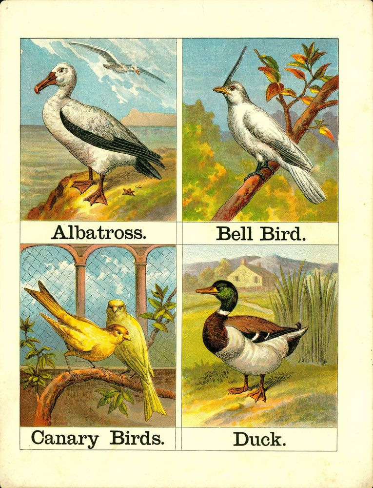 Scan 0003 of Alphabet of birds