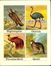 Thumbnail 0010 of Alphabet of birds