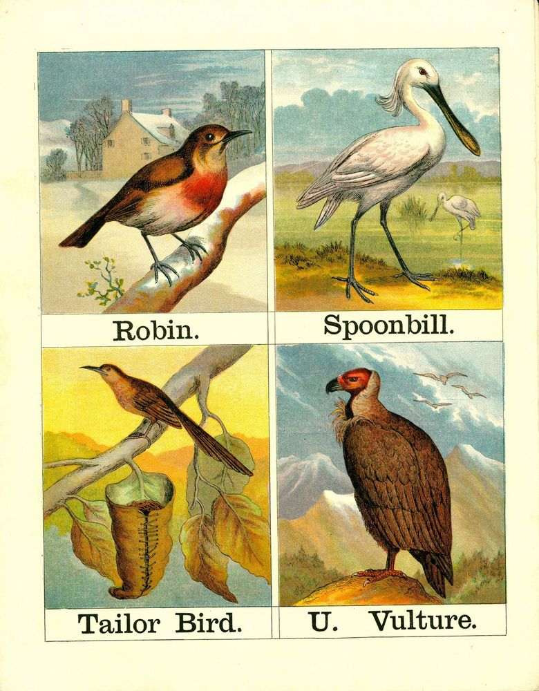 Scan 0012 of Alphabet of birds