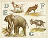 Thumbnail 0005 of An animal alphabet