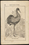 Thumbnail 0022 of The aviary, or, Child