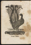 Thumbnail 0004 of Book about birds