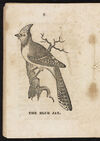 Thumbnail 0010 of Book about birds