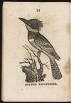 Thumbnail 0016 of Book about birds