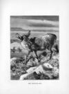 Thumbnail 0189 of Favourite fables