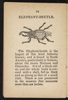 Thumbnail 0016 of The history of insects