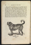 Thumbnail 0026 of Sagacity and fidelity of the dog