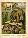 Thumbnail 0009 of The zoological gardens
