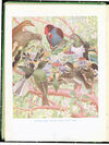 Thumbnail 0004 of Richard Bird in the bush