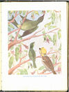Thumbnail 0015 of Richard Bird in the bush