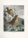 Thumbnail 0025 of The bird and insects