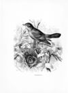 Thumbnail 0034 of The bird and insects