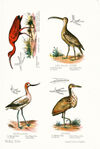 Thumbnail 0019 of Wading birds