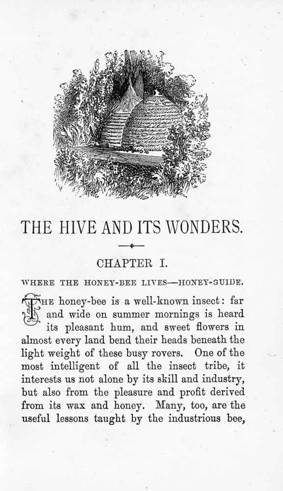 Scan 0010 of Hive and its wonders