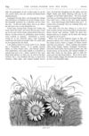 Thumbnail 0007 of St. Nicholas. August 1877