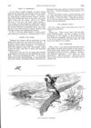 Thumbnail 0074 of St. Nicholas. August 1888