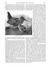 Thumbnail 0055 of St. Nicholas. September 1888