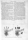 Thumbnail 0043 of St. Nicholas. July 1893