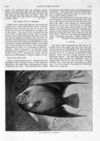 Thumbnail 0075 of St. Nicholas. July 1893