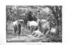 Thumbnail 0013 of Pictures and stories of natural history
