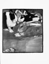 Thumbnail 0057 of An alphabet of animals