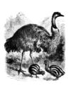 Thumbnail 0006 of Beasts and birds of Africa