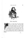 Thumbnail 0023 of Beasts and birds of Africa