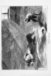 Thumbnail 0116 of Trotty book