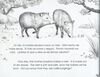 Thumbnail 0010 of The pig that is not a pig = El cerdo que no es cerdo