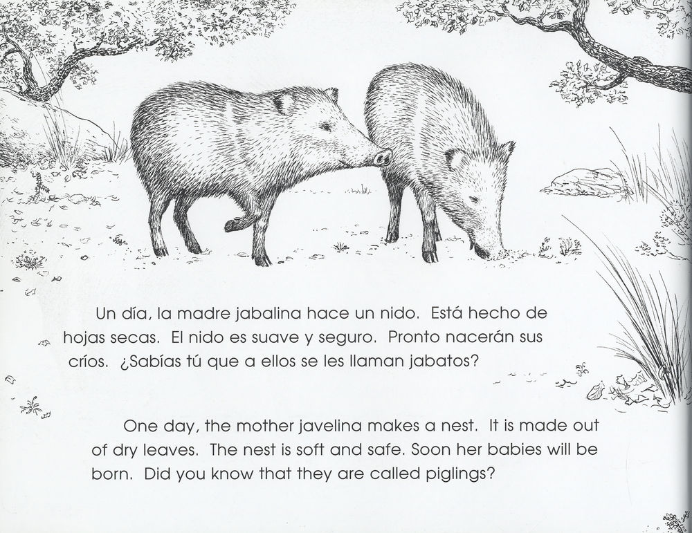 Scan 0010 of The pig that is not a pig = El cerdo que no es cerdo