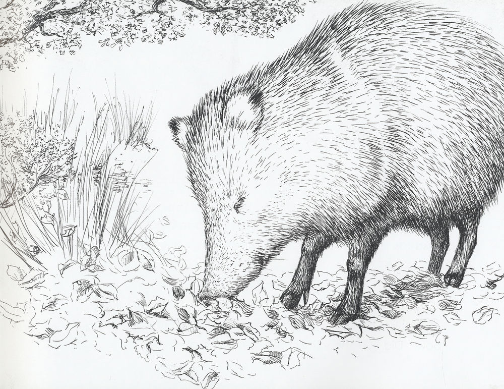 Scan 0011 of The pig that is not a pig = El cerdo que no es cerdo