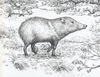 Thumbnail 0015 of The pig that is not a pig = El cerdo que no es cerdo