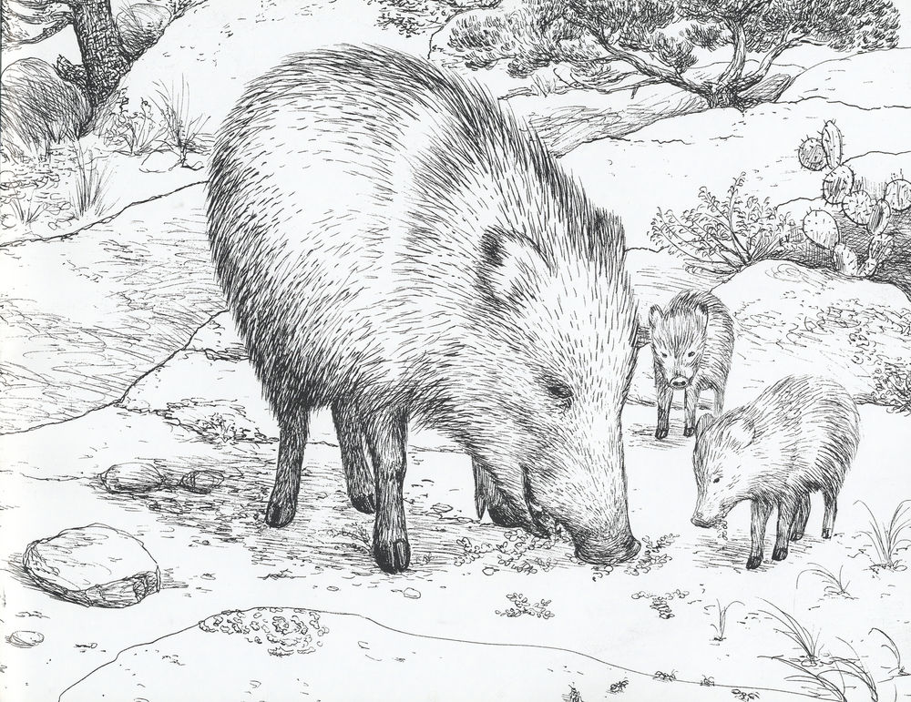 Scan 0021 of The pig that is not a pig = El cerdo que no es cerdo