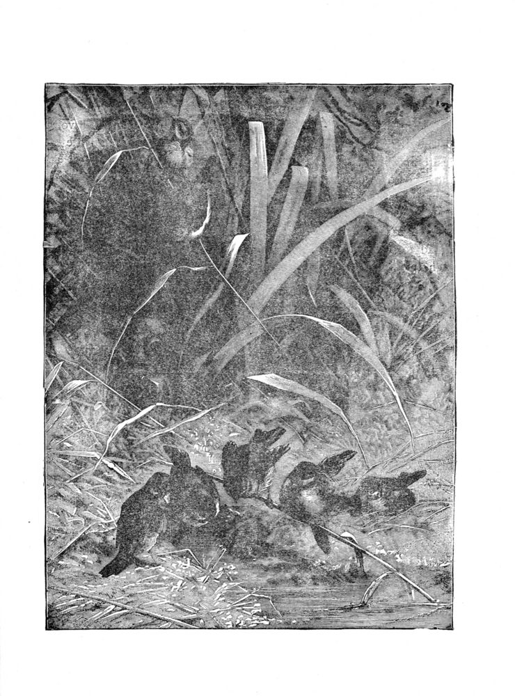 Scan 0037 of Bird tales